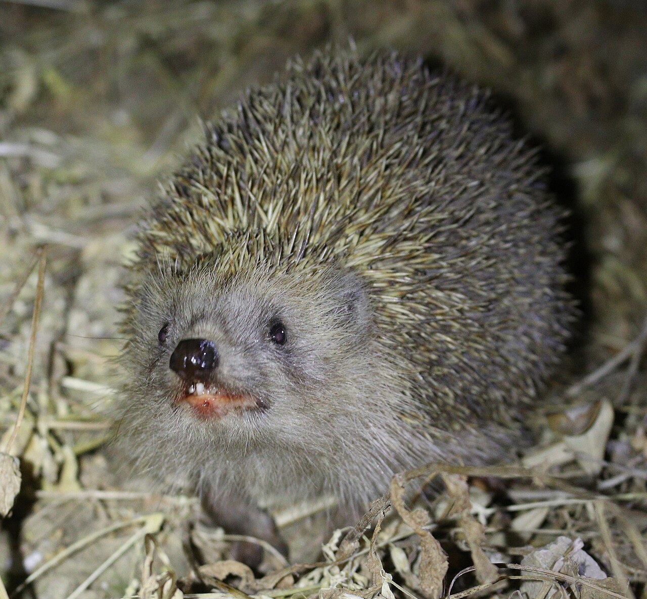 Erinaceus concolor, kop recht van voren in droog gewasafval, turkije: lange spitse snuit, kleine ogen en oren die nauwelijks boven het stekelkleed uitkomen — precies het beeld dat deze soort in het veld niet van de oost-europese egel laat scheiden