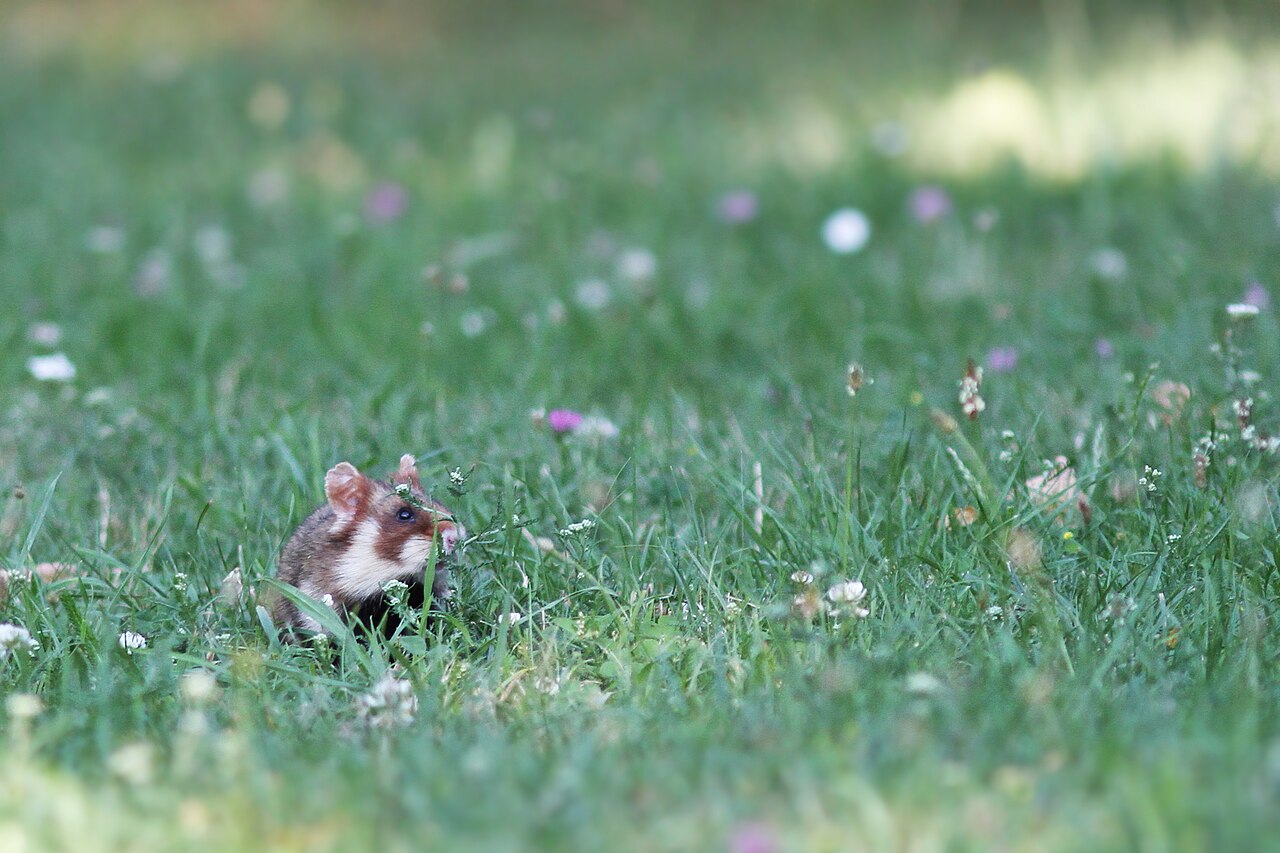Black-bellied Hamster, in the short flowery grass of meidling cemetery — the urban habitat of the vienna hamsters