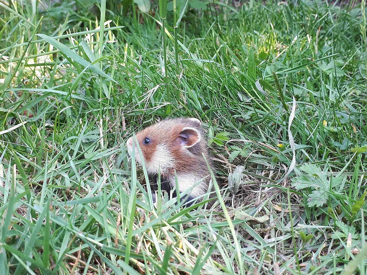 Black-bellied Hamster, young at the mouth of the burrow, vienna, mid-may — the young come above ground at about three weeks