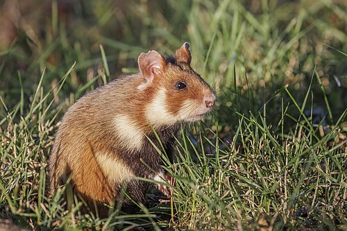 Europese hamster (Cricetus cricetus)