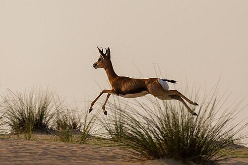 Farasangazelle (Gazella arabica)