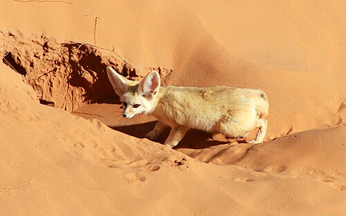 Fennek (Vulpes zerda)