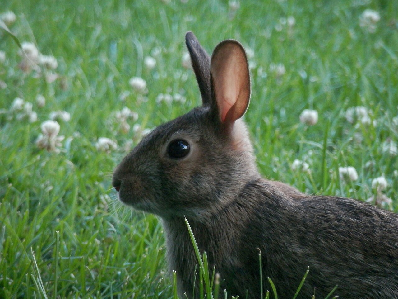 Eastern cottontail, head close up in white clover, guelph, ontario: white eye-ring, medium ears without black tips