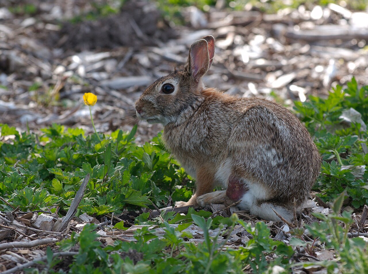 Eastern cottontail (Sylvilagus floridanus)