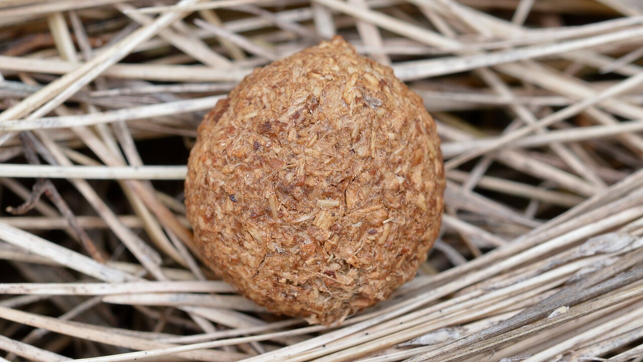 Eastern cottontail, a single dropping close up in dry grass, guelph, ontario: round, dry and visibly full of coarse plant fibre, eight to twelve millimetres