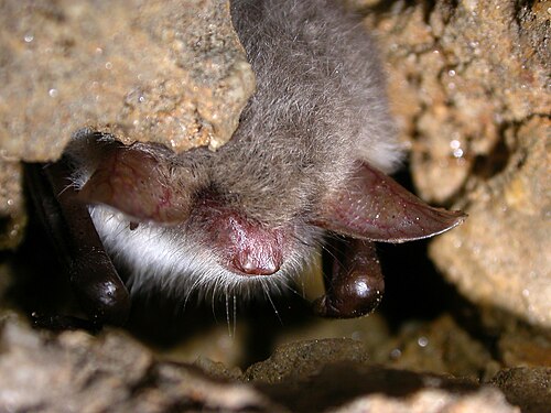 Franjestaart (Myotis nattereri)