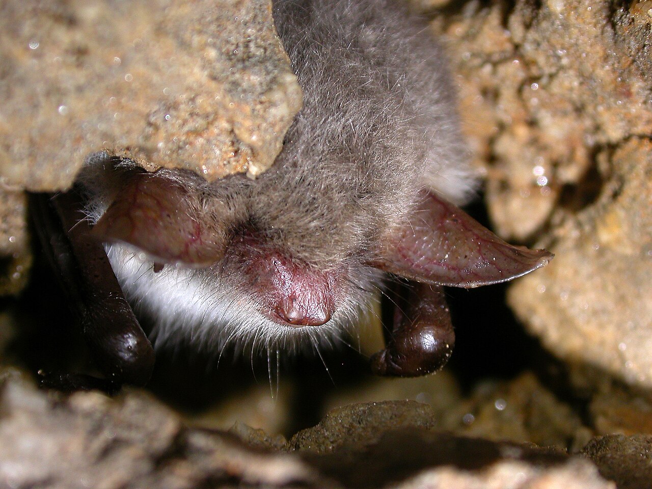 Franjestaart (Myotis nattereri)