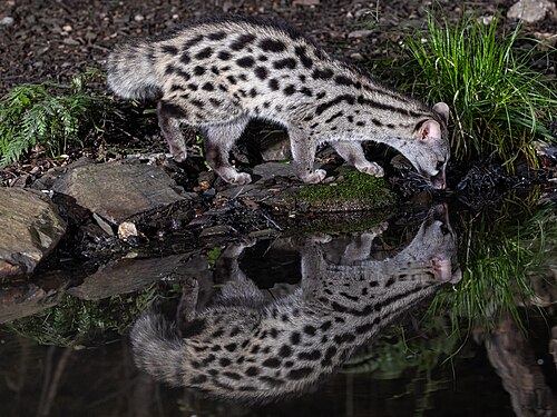 Genetkat (Genetta genetta)