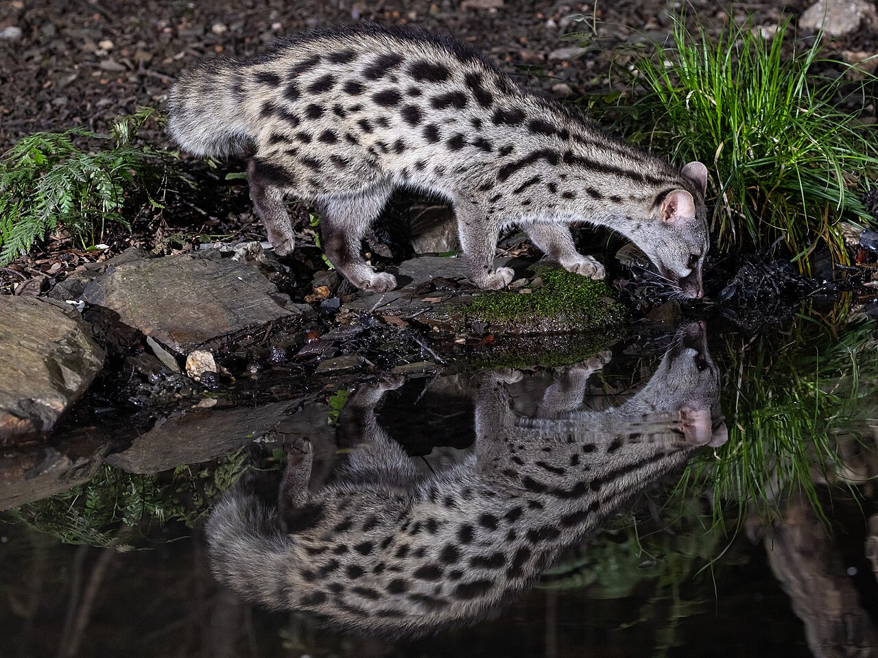 Common genet (Genetta genetta)