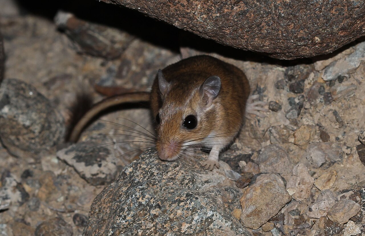 Gerbillus dasyurus (Gerbillus dasyurus)