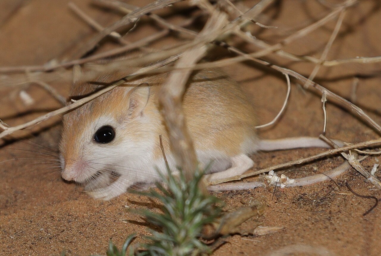 Gerbillus henleyi, de noche bajo las ramillas muertas de un arbusto desértico sobre arena roja fina: justo la arena abierta con cubierta baja donde la especie espiga semillas