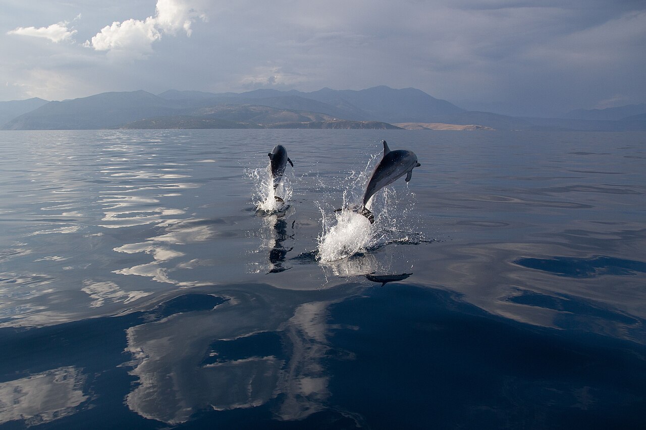 Delfín listado, delfines listados saltando en el golfo de corinto, grecia, en septiembre de 2012, donde vive una subpoblación pequeña y aislada