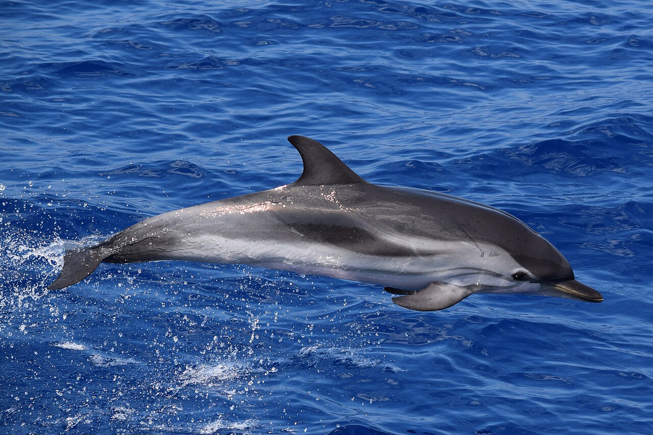 Delfín listado (Stenella coeruleoalba)