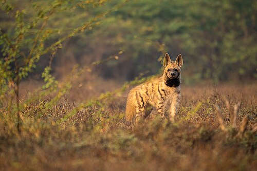 Gestreepte hyena (Hyaena hyaena)