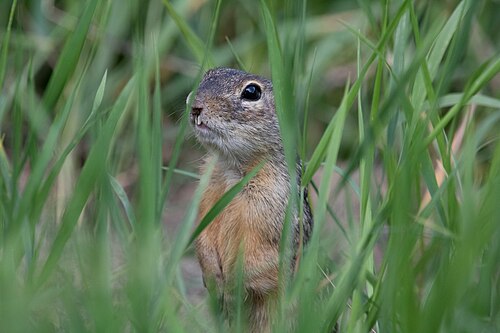 Gevlekte soeslik (Spermophilus suslicus)