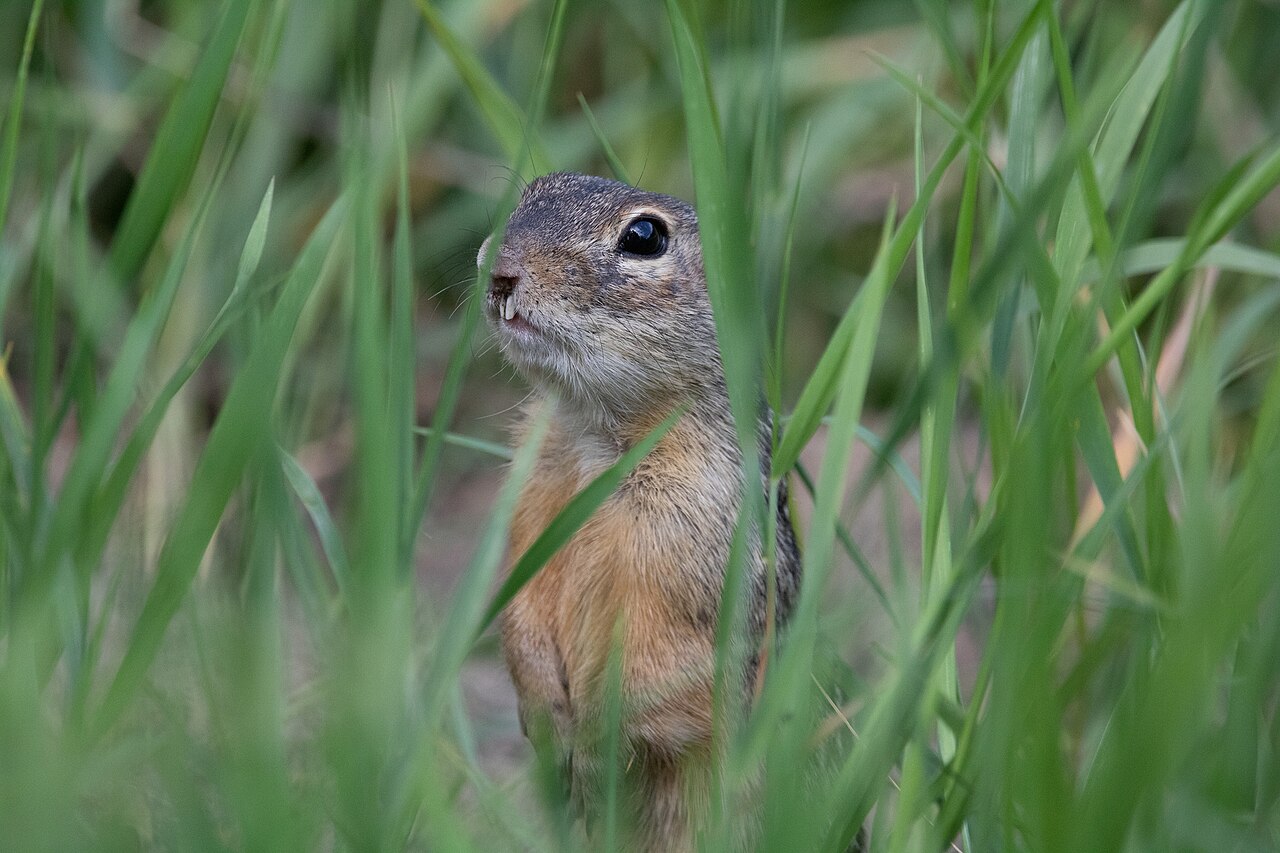 Speckled Ground Squirrel (Spermophilus suslicus)