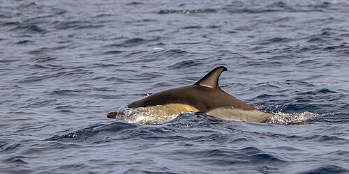 Gewone dolfijn (Delphinus delphis)
