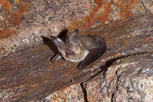 Gewone grootoorvleermuis (Plecotus auritus)