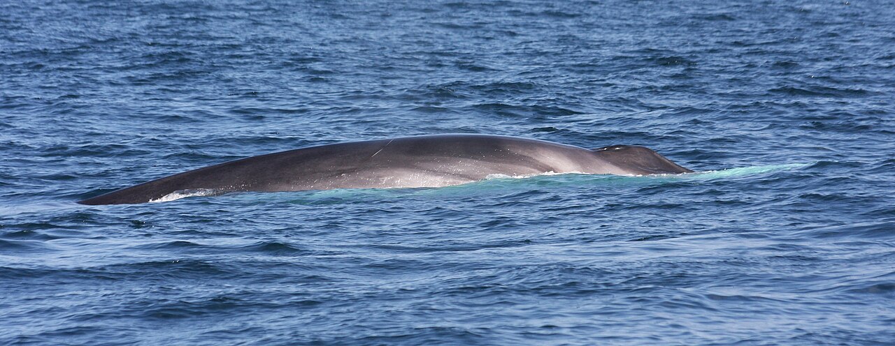 Gewone vinvis, gewone vinvis in de porcupine seabight ten zuidwesten van ierland, september 2015: de lichte tekening aan de rechterkant van de kop