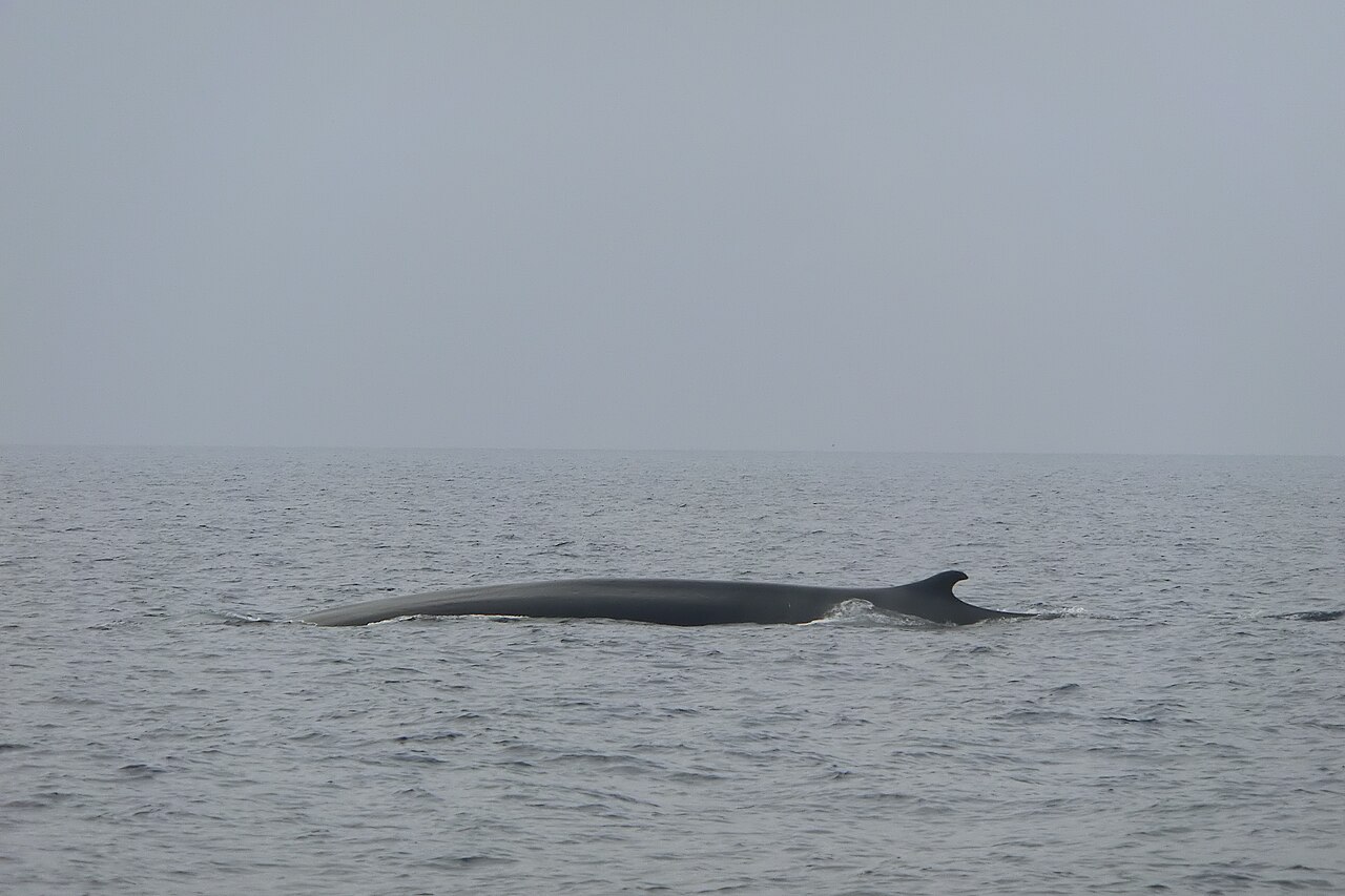 Gewone vinvis (Balaenoptera physalus)