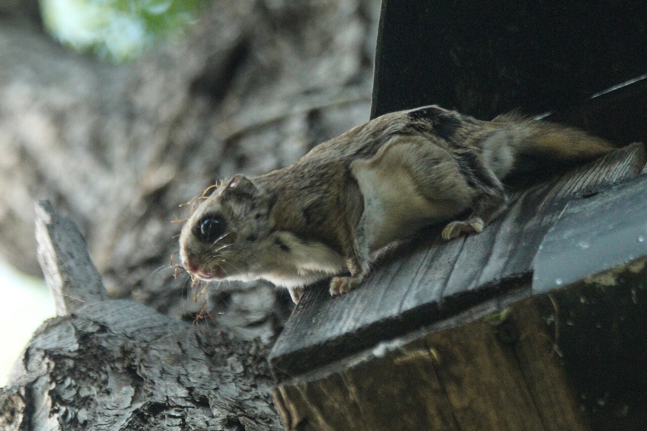 Ardilla Voladora Europea, de cerca sobre el techo de una caja nido: la membrana de planeo plegada a lo largo del flanco y la cola plana y ancha