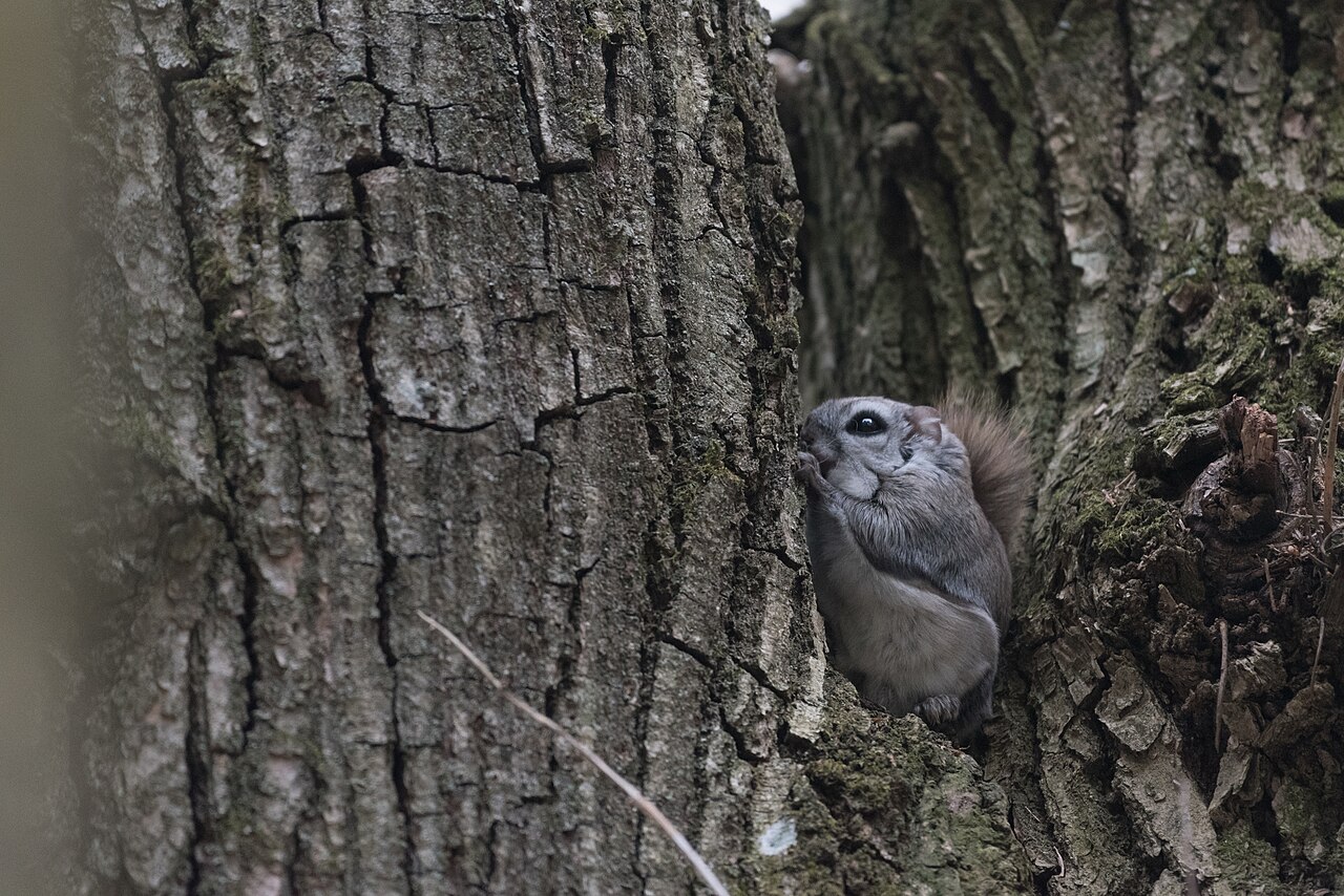 Ardilla Voladora Europea (Pteromys volans)