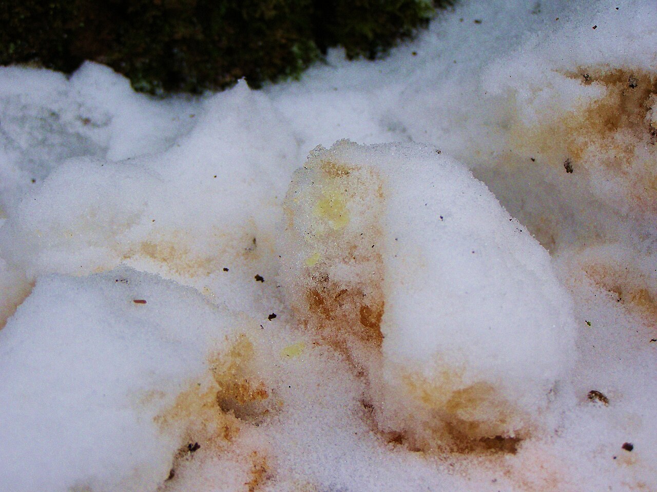 Ardilla Voladora Europea, orina en la nieve bajo el árbol nido, estonia: manchas amarillas y anaranjadas que delatan el árbol en invierno