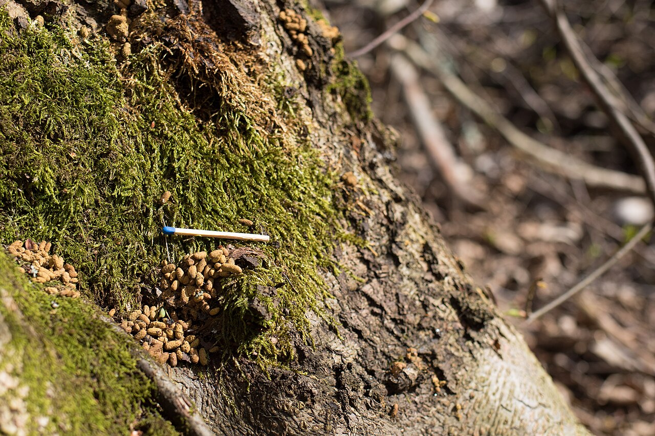 Ardilla Voladora Europea, excrementos al pie del árbol nido, helsinki: amarillos a anaranjados, del tamaño de granos de arroz, en montoncito (cerilla como escala)