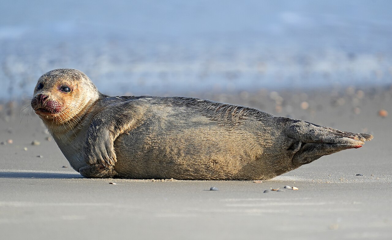 Foca común, cabeza de cerca en la playa de norderney: el hocico corto y hundido con el escalón ante los ojos y los ojos grandes y juntos