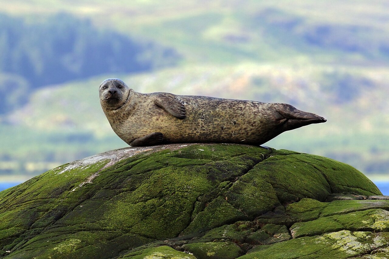 Foca común, sobre una roca cubierta de algas frente a lismore, argyll, con el continente escocés al fondo