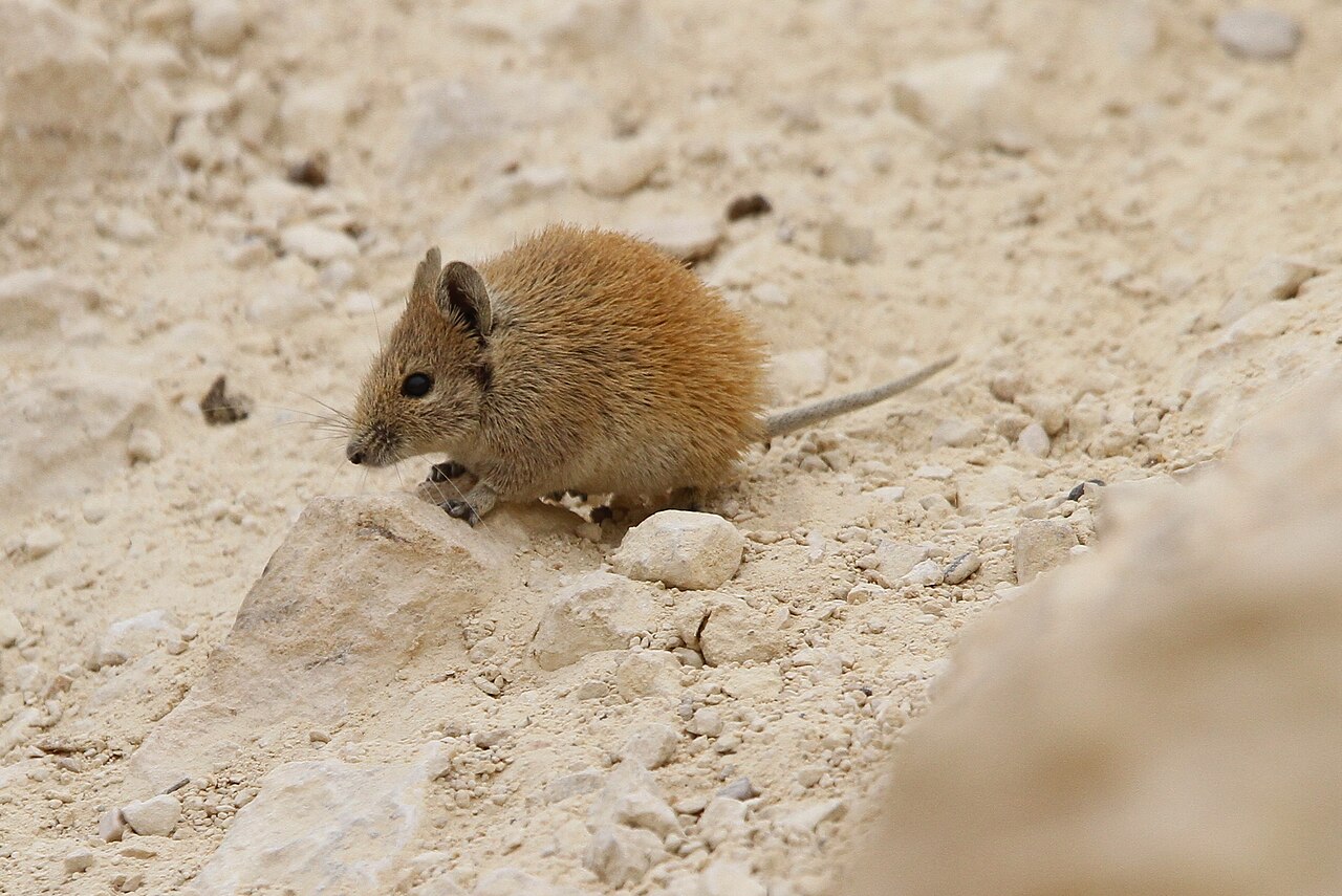 Gouden stekelmuis (Acomys russatus)