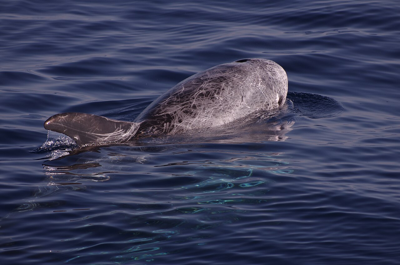 Delfín de Risso (Grampus griseus)