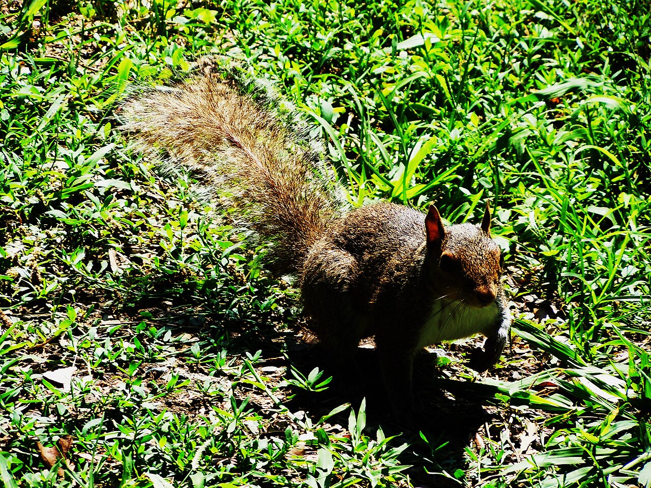 Sciurus carolinensis, en el suelo de los parchi di nervi, junto a génova, uno de los tres núcleos italianos: aquí se aprecia bien al sol el ancho ribete blanco plateado de la cola