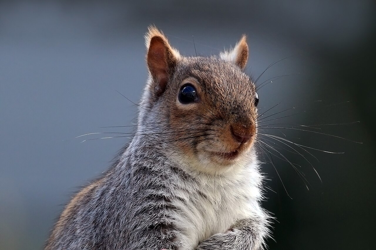 Sciurus carolinensis, cabeza de cerca, oxfordshire: orejas redondas y desnudas sin pincel alguno, un anillo claro estrecho alrededor del ojo y los pelos grises anillados que dan al pelaje su aspecto jaspeado