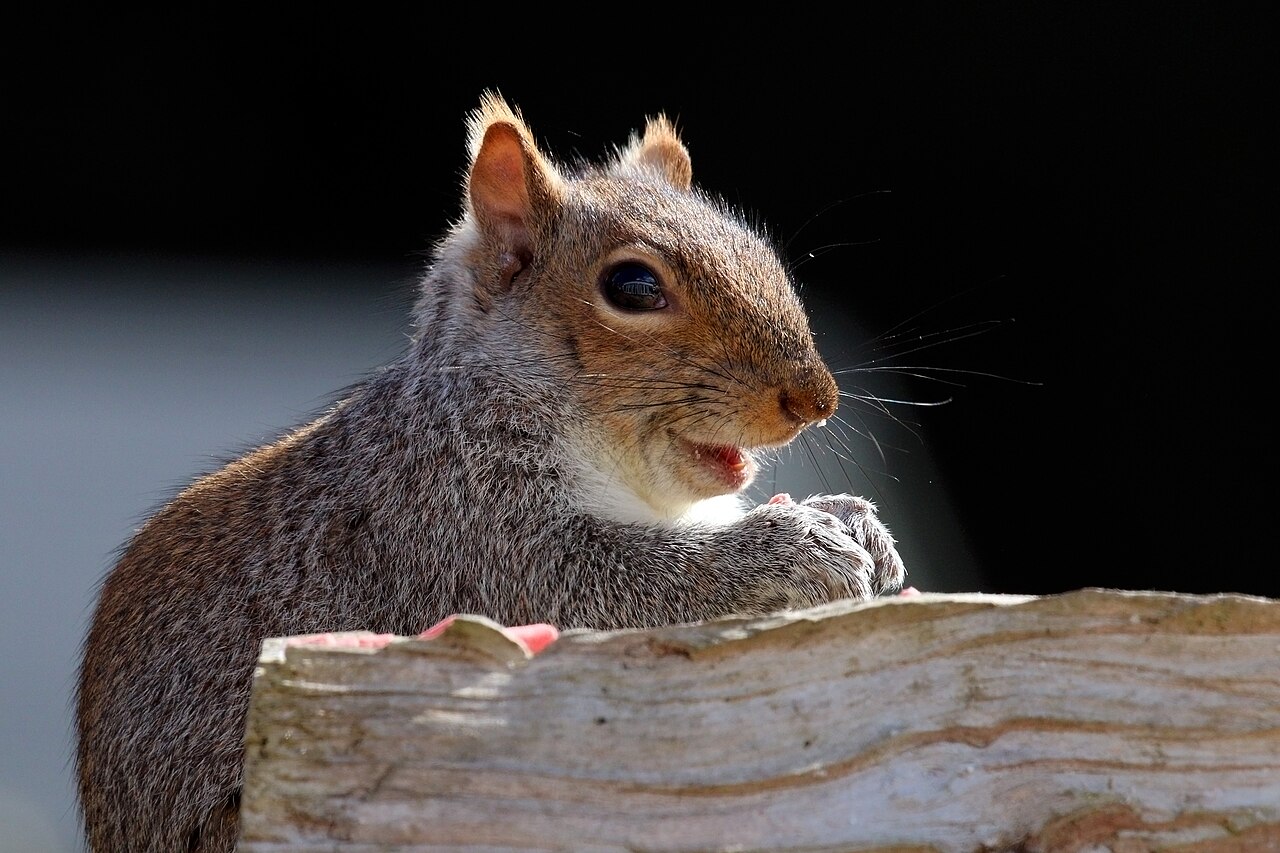 Sciurus carolinensis (Sciurus carolinensis)