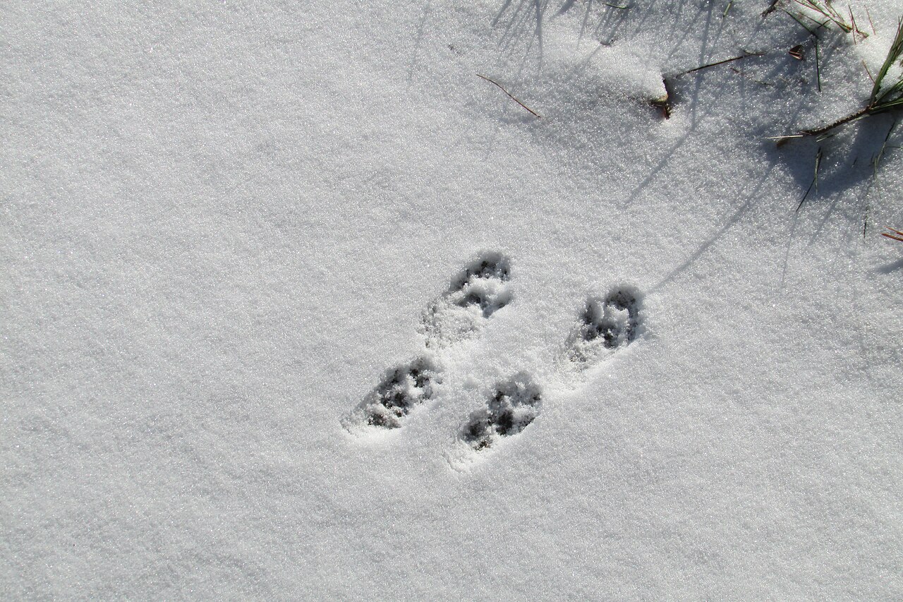 Sciurus carolinensis, grupo de salto de una ardilla arborícola en nieve reciente, maine: los dos pies, mayores y de cinco dedos, uno junto a otro por delante de las dos manos, menores y de cuatro dedos — la forma es idéntica en la ardilla gris y en la roja y solo cambia el tamaño