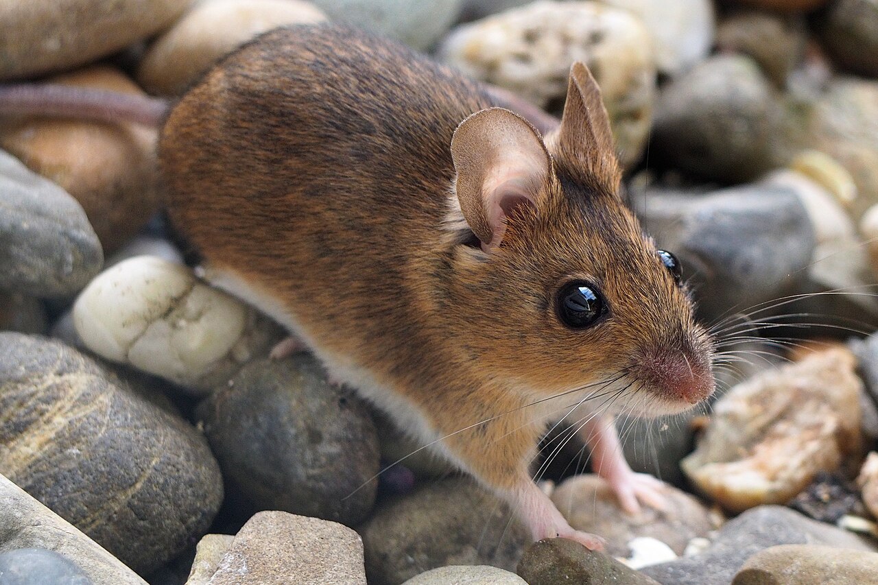 Ratón Leonado (Apodemus flavicollis)