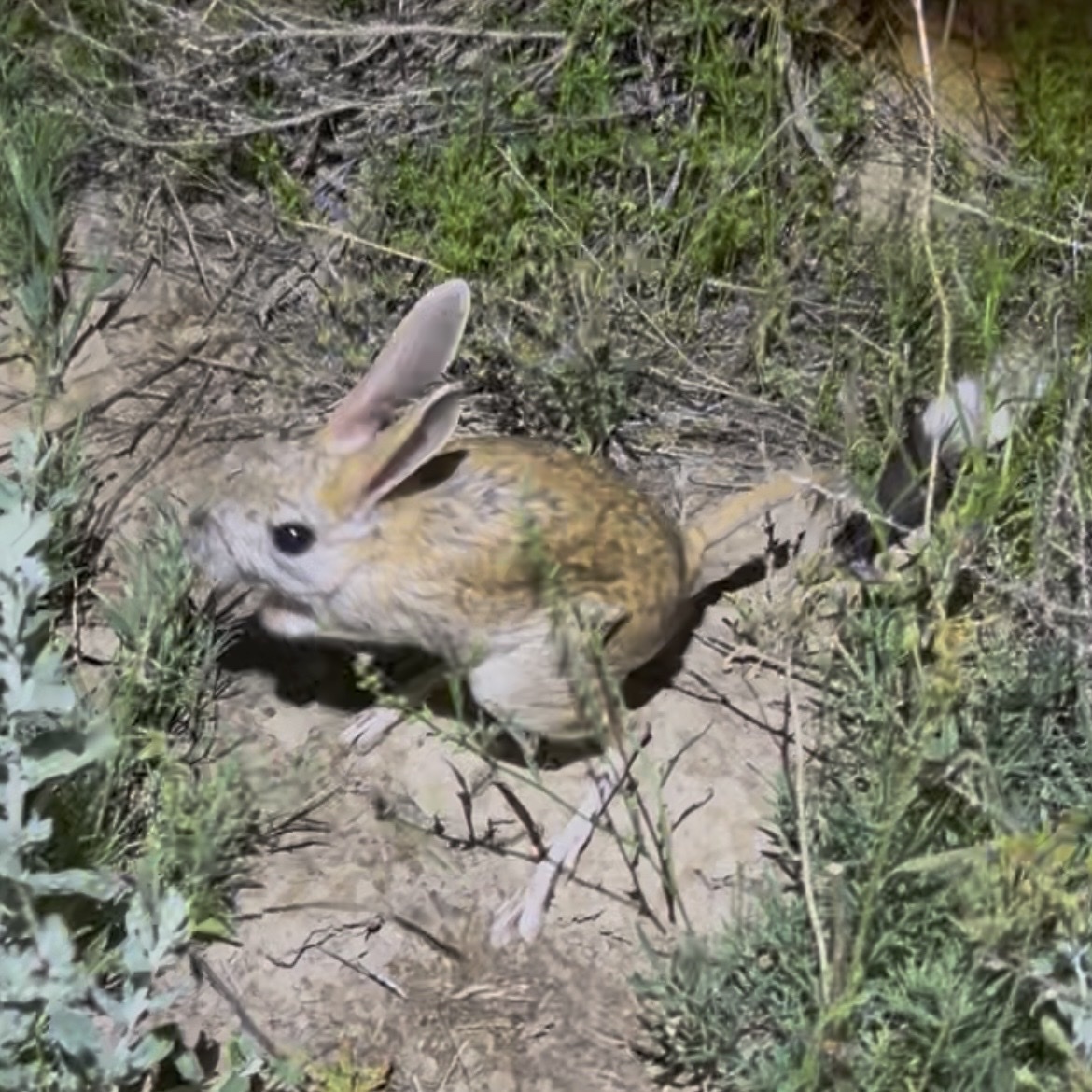 Gran Jerboa (Allactaga major)