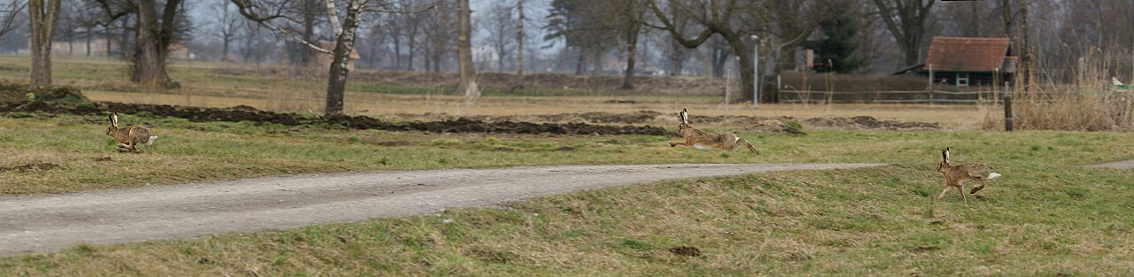 Haas, drie hazen in maartse achtervolging over akker en wei, vorarlberg