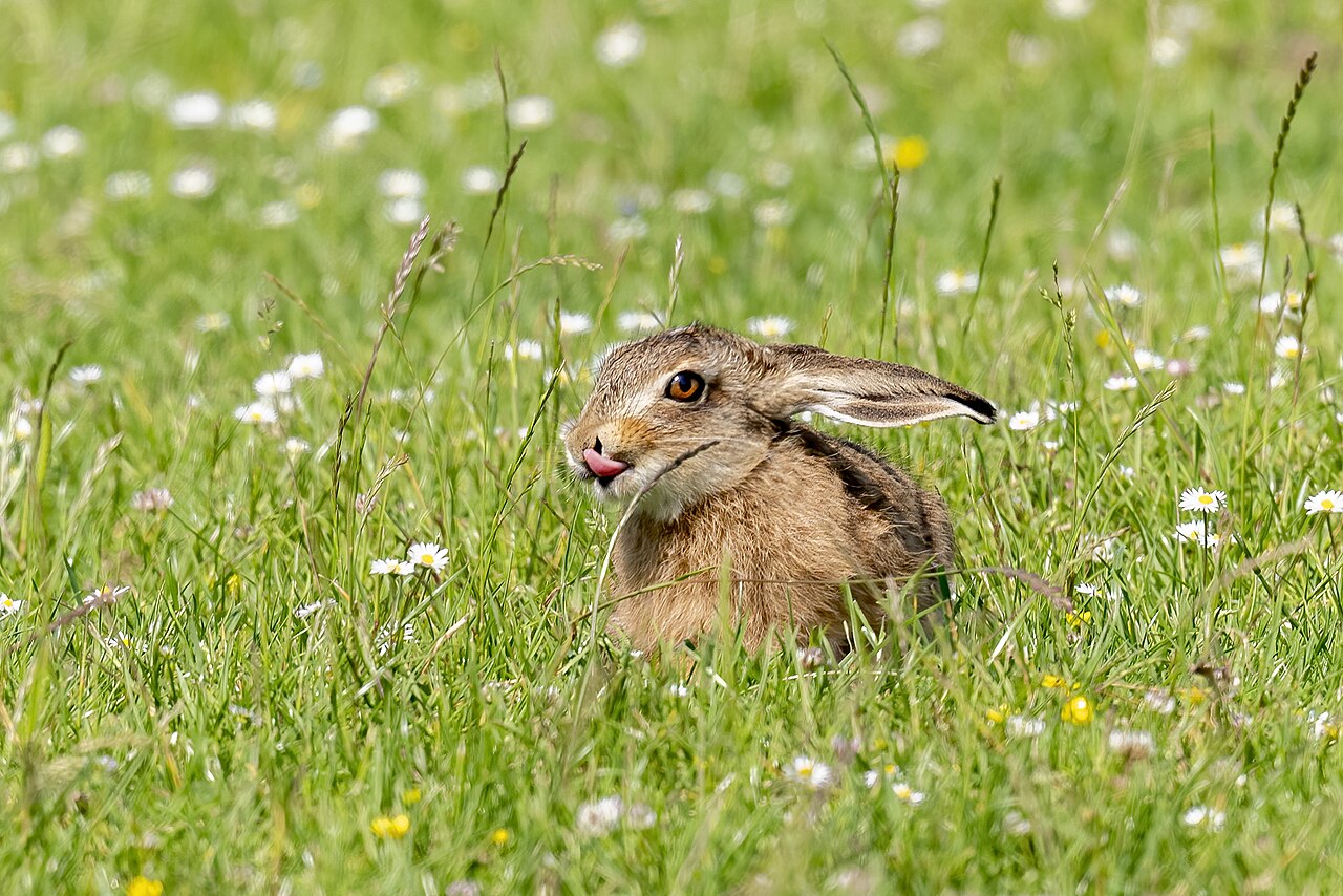 Haas, jong in een bloemrijk weiland; hazen worden behaard en met open ogen geboren en liggen van het begin af aan in het open veld