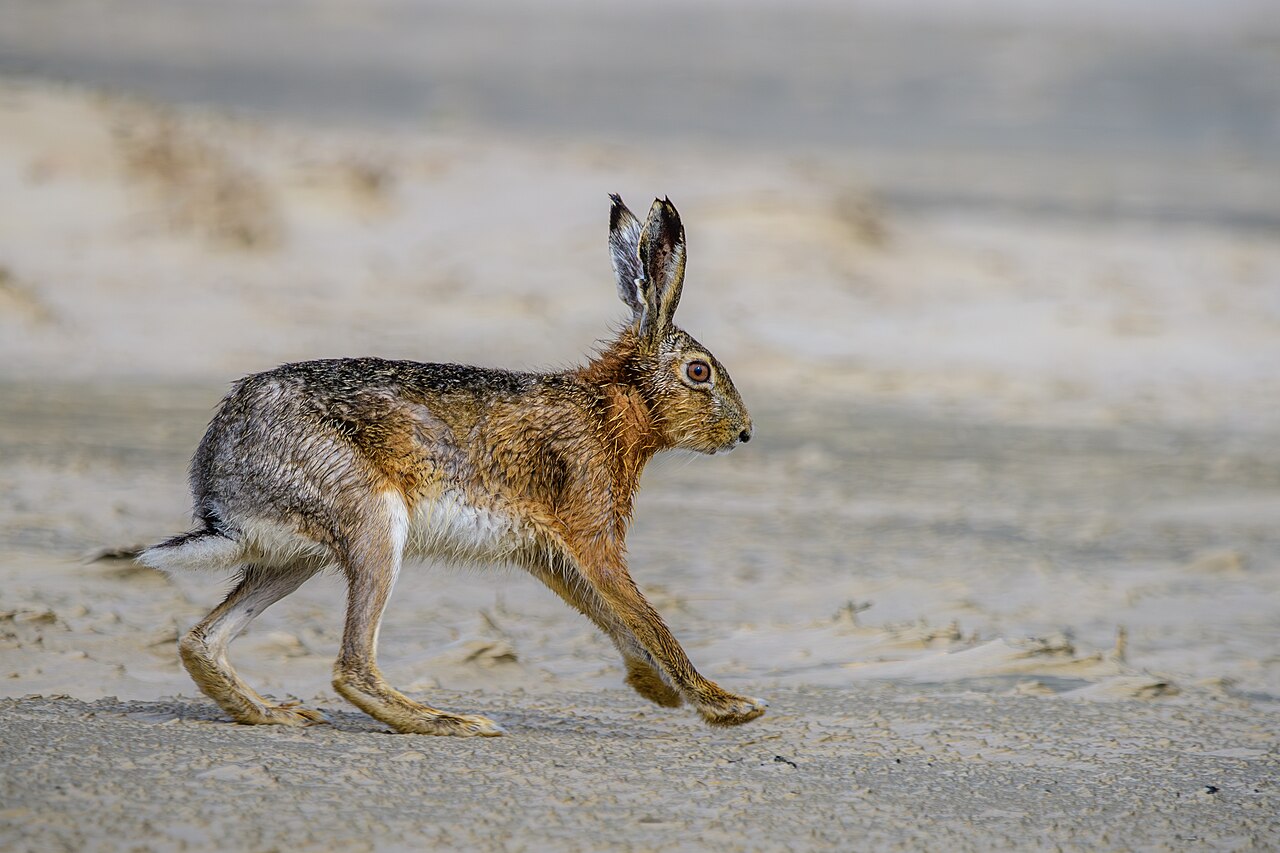 Haas (Lepus europaeus)