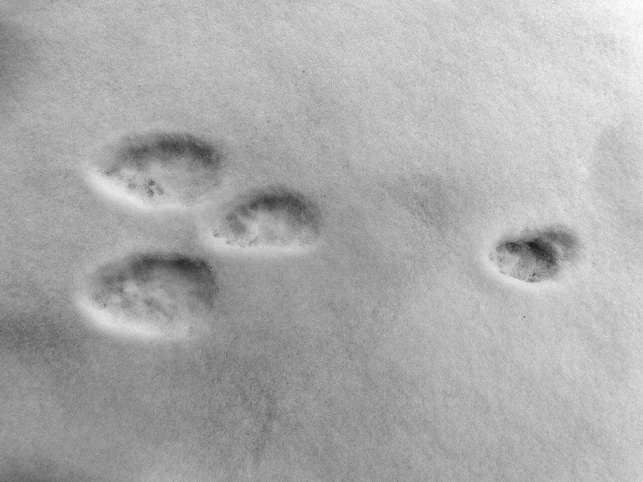 Haas, sprong in de sneeuw: de twee lange achtervoeten voorop, de kleinere voorvoeten achter elkaar erachter