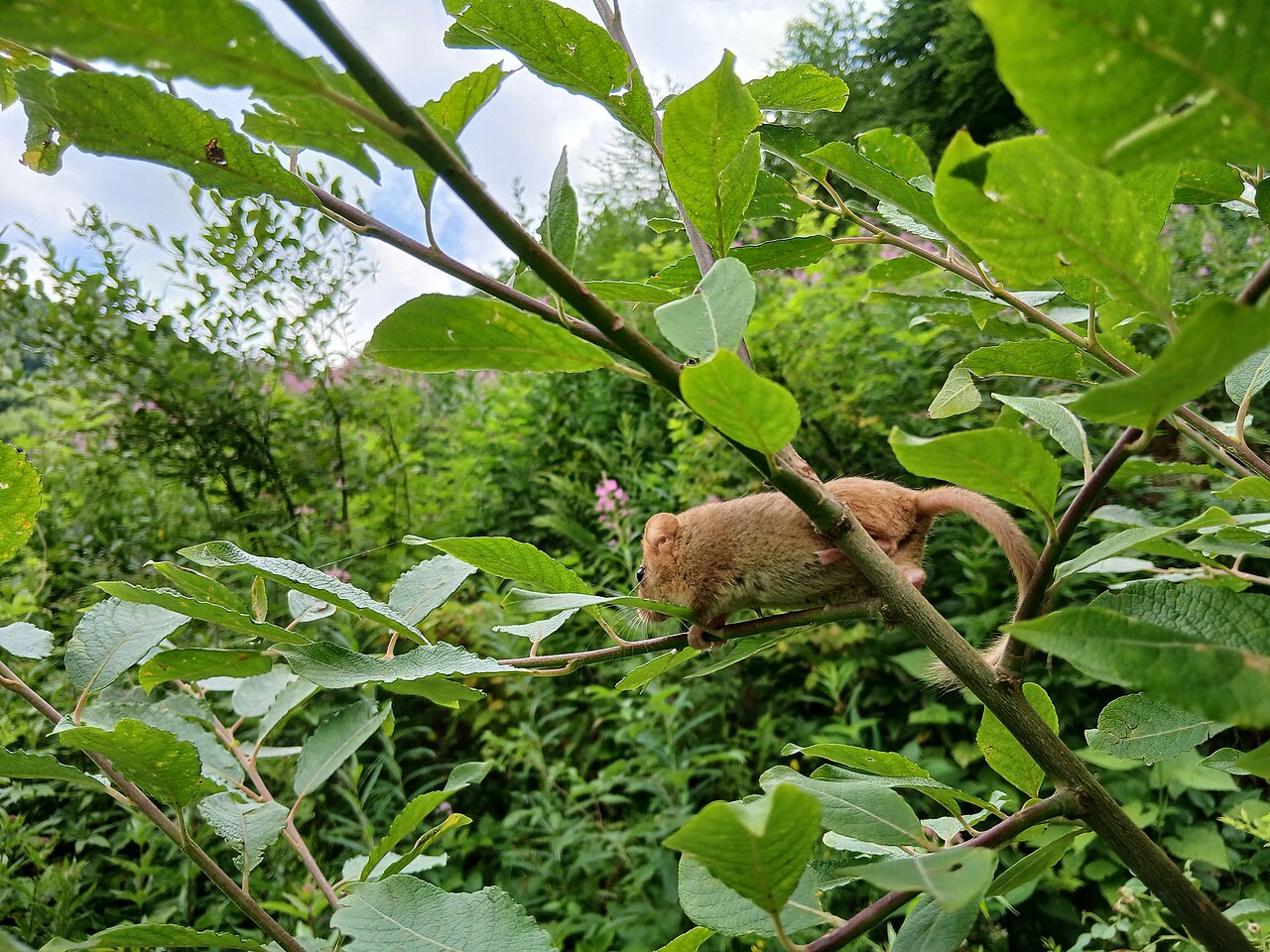 Hazelmuis, klimmend in wilgenstruweel, nationaal park oezjanski, oekraïense karpaten