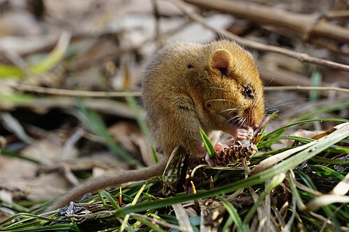 Hazelmuis (Muscardinus avellanarius)