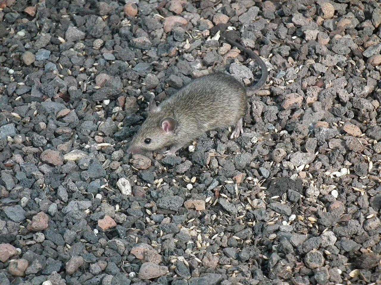 Ratón Casero (Mus musculus)