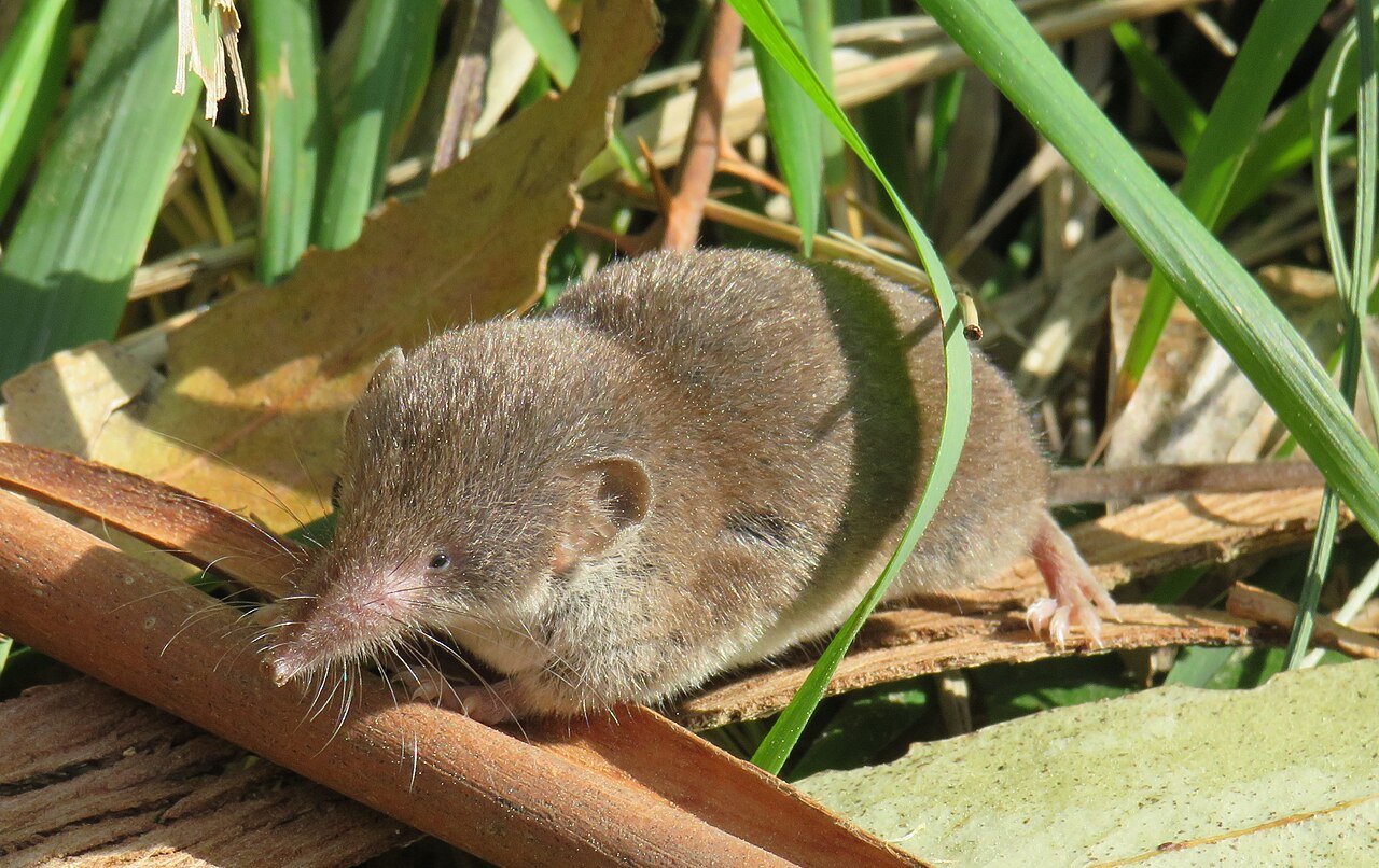 Greater white-toothed shrew, by day among reed and dead plant material on the coast at armintza, biscay: cover of litter and dead stems is this species' entire habitat