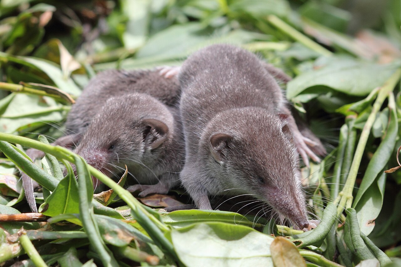 Greater white-toothed shrew, two half-grown young by the nest on a compost heap in germany; at this size the ears are still out of proportion. the genus is certain, the species is not: the photographer takes them for this species, and in a german garden that is the likeliest reading