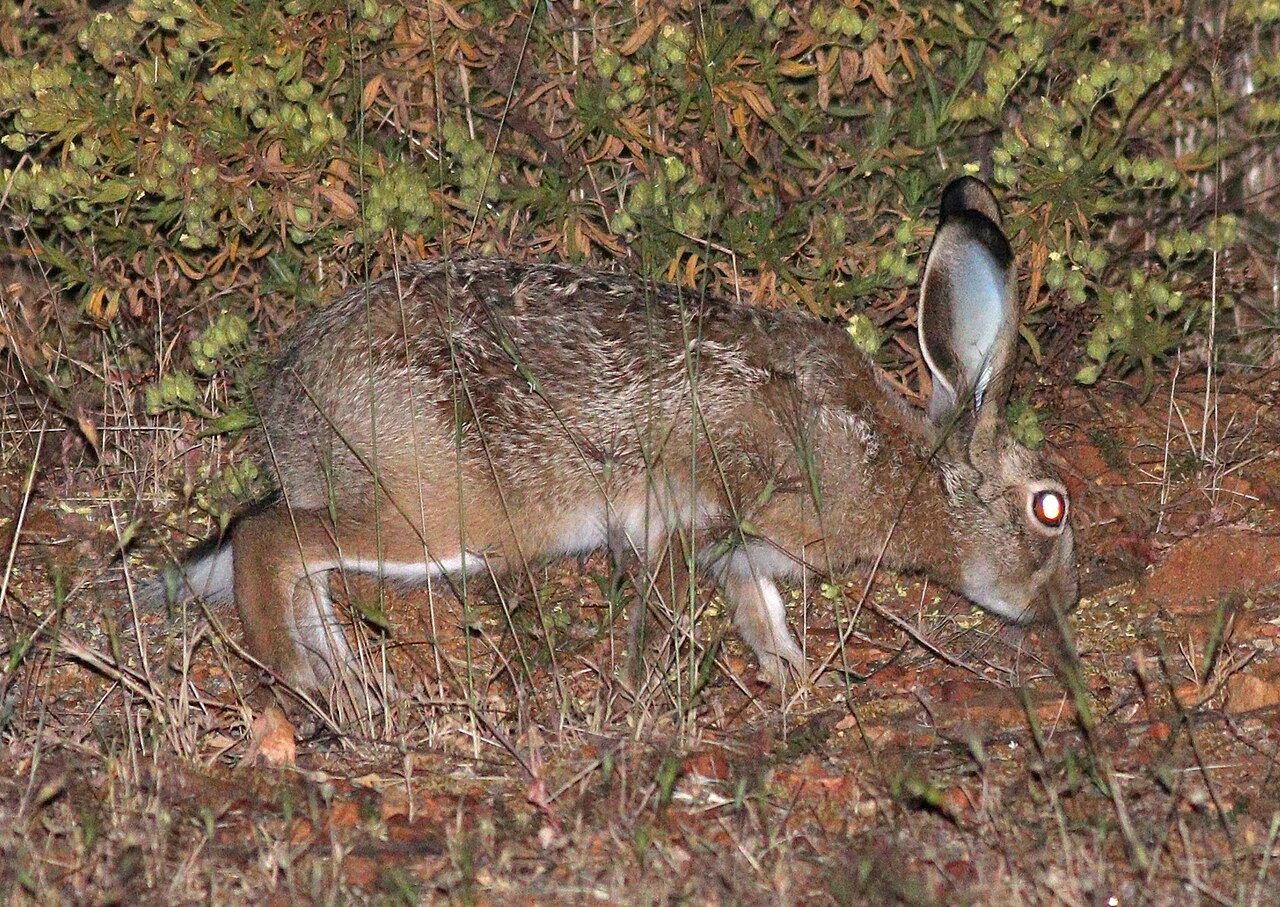 Granada Hare (Lepus granatensis)