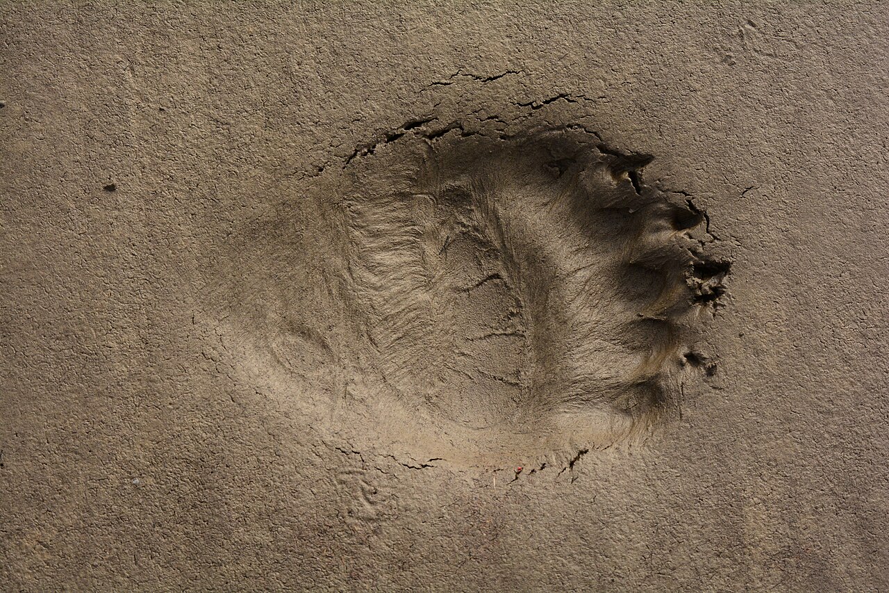 Polar bear, fresh print in fine silt: the broad sole with its five toes, and between the pads the brushed impression of the hair