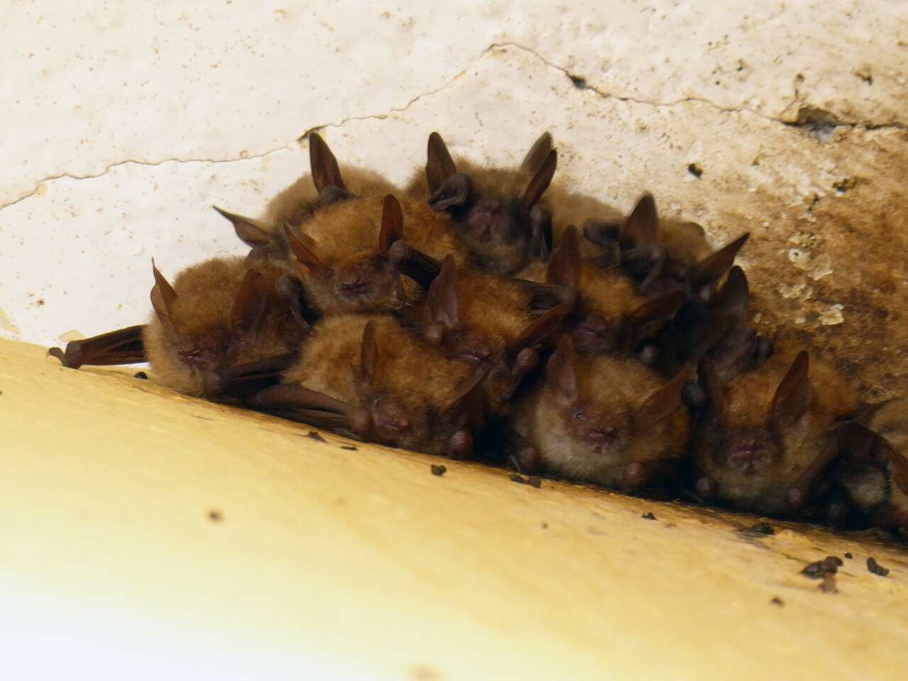 Ingekorven vleermuis (Myotis emarginatus)